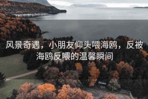 风景奇遇，小朋友仰头喂海鸥，反被海鸥反喂的温馨瞬间